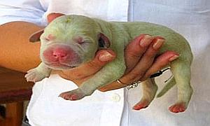 Nace en Brasil un perro de color verde